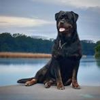 Half oktober puppys, Dieren en Toebehoren, Honden | Dekreuen, CDV (hondenziekte), 8 tot 15 weken, Teef, Meerdere
