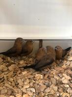 Zilverbekjes, Dieren en Toebehoren, Vogels | Overige Vogels