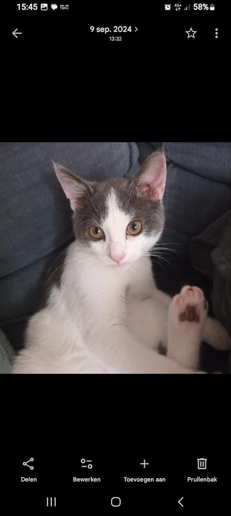 Raily, Dieren en Toebehoren, Katten en Kittens | Overige Katten, Kater