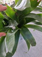 Bromelias 5 in 1 pot Aechmea 'blue rain', Dieren en Toebehoren, Reptielen en Amfibieën | Toebehoren, Ophalen of Verzenden