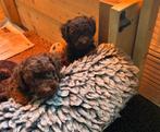 Toypoedel pups choco, Dieren en Toebehoren, Honden | Chihuahua's en Gezelschapshonden, Poedel, Rabiës (hondsdolheid), 8 tot 15 weken