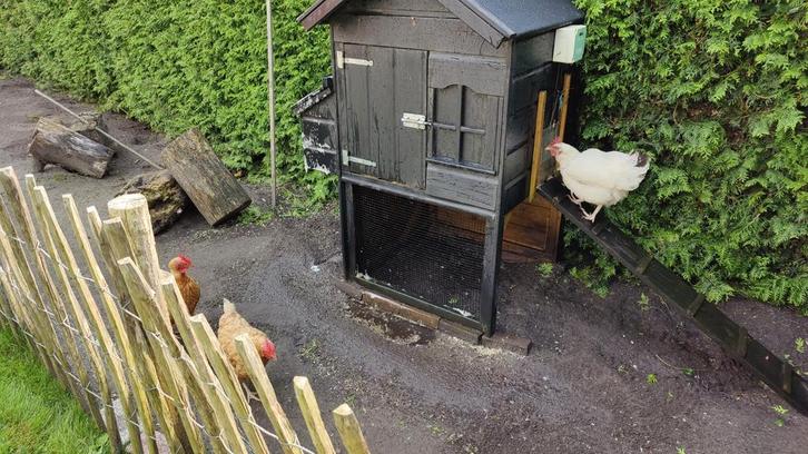 nachthok kippen, Dieren en Toebehoren, Pluimvee, Kip, Vrouwelijk