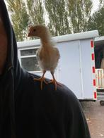 Kuikens, haantjes Marams -Cream legbar - witte leghorn, Dieren en Toebehoren, Pluimvee, Mannelijk, Kip