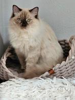 Lieve Ragdoll Kittens met Stamboom verwacht, Dieren en Toebehoren, Katten en Kittens | Raskatten | Langhaar, Meerdere dieren, Gechipt