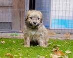 Prachtige maltipoo pups!, Dieren en Toebehoren, Honden | Chihuahua's en Gezelschapshonden, Overige rassen, CDV (hondenziekte)