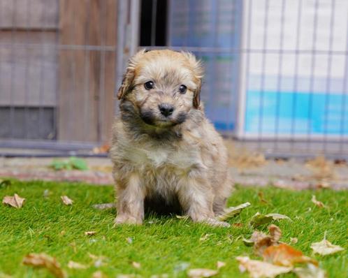 Prachtige maltipoo pups!, Dieren en Toebehoren, Honden | Chihuahua's en Gezelschapshonden, Meerdere dieren, Overige rassen, Particulier