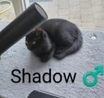 Kittens :-), Meerdere dieren, Kortharig, 0 tot 2 jaar