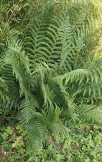 Varens, mooi groot formaat (60-90cm), vanaf 0,50-1,00 euro, Ophalen, Vaste plant, Varens, Bloeit niet