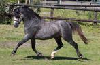Schitterende 2,5 jarige Welsh sectie A hengst, Niet van toepassing, 0 tot 2 jaar, Hengst, B pony (1.17m tot 1.27m)