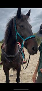 Verzorger gezocht, Dieren en Toebehoren, Ophalen