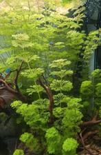 Limnophila sessiliflora

🌿, Dieren en Toebehoren, Vissen | Aquaria en Toebehoren, Ophalen, Nieuw, Plant(en), Steen of Hout