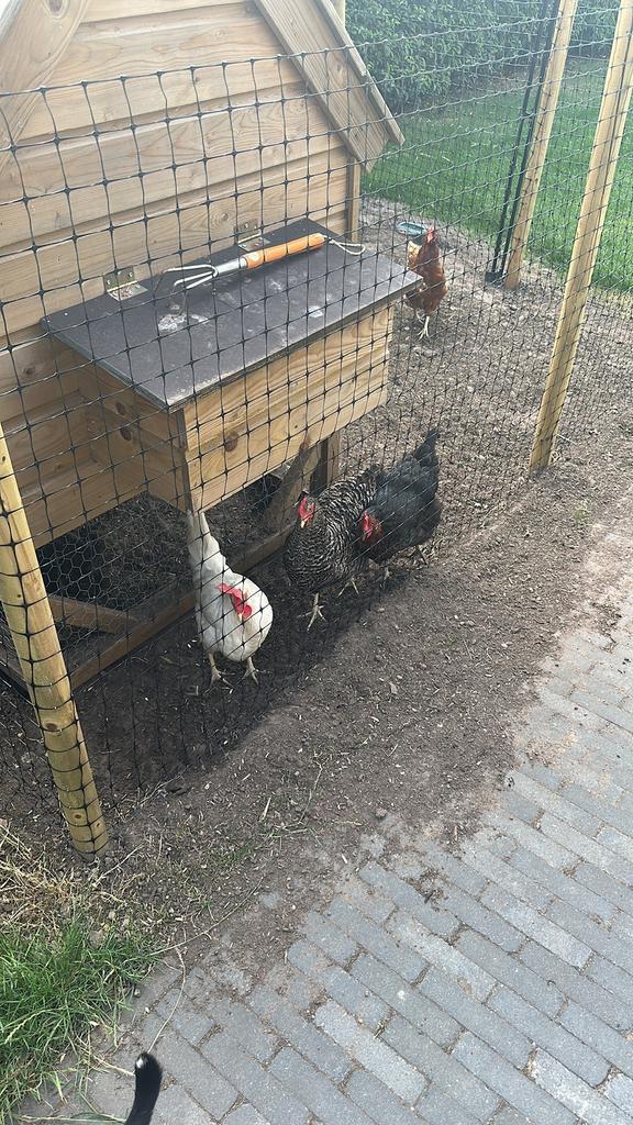 Kippenhok + 3 legkippen, Dieren en Toebehoren, Pluimvee, Kip, Vrouwelijk