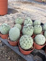 Cactus Tephrocactus Geometricus uit Argentinie potmaat 5,5, Huis en Inrichting, Kamerplanten, Ophalen of Verzenden, Minder dan 100 cm