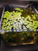 Kikkerbeet 4 voor 1 euro!, Dieren en Toebehoren, Vissen | Aquaria en Toebehoren, Ophalen of Verzenden, Nieuw, Overige typen