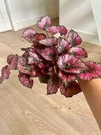 Begonia Rex „Kohala Red“ #2, Bloeiende kamerplant, Ophalen, Overige soorten, Minder dan 100 cm