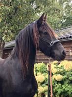 Grote Friese Stermerrie 1e premie, Dieren en Toebehoren, Paarden, Merrie, Gechipt, Niet van toepassing, Dressuurpaard