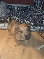 nog 1 merle jackrussel reutje, Dieren en Toebehoren, Honden | Jack Russells en Terriërs, HCC (leverziekte), Jack Russell Terriër