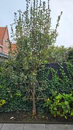 Perenboom zelf snoeien en uitgraven, Ophalen, Volle zon, Overige soorten