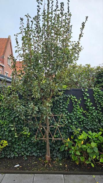 Perenboom zelf snoeien en uitgraven beschikbaar voor biedingen