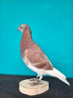 Een prachtige grote opgezette duif!, Verzamelen, Dierenverzamelingen, Ophalen of Verzenden, Nieuw, Vogel, Opgezet dier