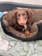 Kaninchen choco pups te koop,mogen nu het nest verlaten, Dieren en Toebehoren, Honden | Teckels en Dashonden, Kaninchen, Rabiës (hondsdolheid)