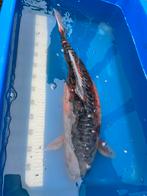 Doitsu shusui koi, Dieren en Toebehoren, Karper of Koi