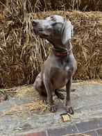 Weimaraner dekreu, Nederland, Reu, CDV (hondenziekte), Eén hond