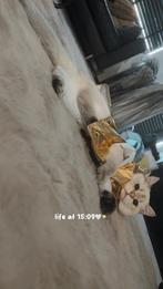 Britse korthaar 6 maanden, Dieren en Toebehoren, Katten en Kittens | Overige Katten, Kater, Kortharig, 0 tot 2 jaar