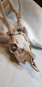 gewei van een hert met hoofdje, Verzenden, Gebruikt, Hert, Gewei of Kop