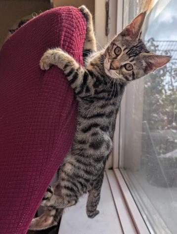 kitten bengaal mix maine coon beschikbaar voor biedingen