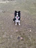 Border Collie 7 Maanden Zoekt Nieuw Mandje, Dieren en Toebehoren, Honden | Herdershonden en Veedrijvers, Rabiës (hondsdolheid)