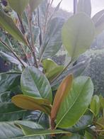 Magnolia Grandiflora, Tuin en Terras, Volle zon, Vaste plant, Zomer, Ophalen