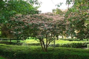 Pindakaasboom Kansenboom Clerodendrum trichotomum beschikbaar voor biedingen
