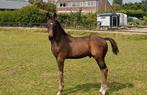 Hengstveulen KWPN, Dieren en Toebehoren, Paarden, Minder dan 160 cm, Gechipt, Dressuurpaard, 0 tot 2 jaar