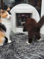 Siberische kittens met stamboom., Dieren en Toebehoren, Meerdere dieren, Met stamboom, 0 tot 2 jaar