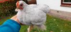 Cochinkriel haantjes, grijs,  parelgrijs, Dieren en Toebehoren, Pluimvee, Mannelijk, Kip