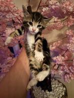 LAATSTE X brits kitten kittens mogen gelijk mee !, Dieren en Toebehoren, Katten en Kittens | Overige Katten, Meerdere dieren