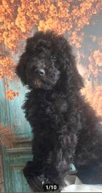 Prachtige zwarte, goed gezonde koningspoedel pupjes, Dieren en Toebehoren, Poedel, Parvo, 15 weken tot 1 jaar, Meerdere