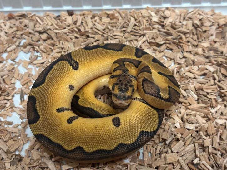 Laaste clown combo’s nakweek python regius