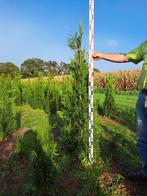 Thuja plicata Martin coniferen 60 t/m 175 cm, Tuin en Terras, Planten | Bomen, Ophalen