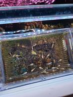 Aquarium vissen te koop algen eters, Dieren en Toebehoren, Vis