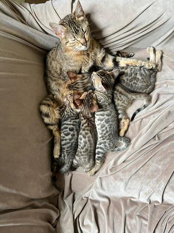 Bengaal kittens beschikbaar voor biedingen