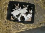 kittens, Dieren en Toebehoren, Meerdere dieren, 0 tot 2 jaar, Ontwormd