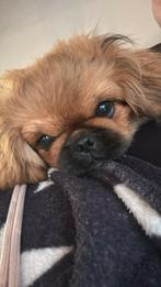 Gouden huisje gezocht voor Pekinees Cees van 6 maanden oud, Dieren en Toebehoren, Honden | Chihuahua's en Gezelschapshonden, Rabiës (hondsdolheid)