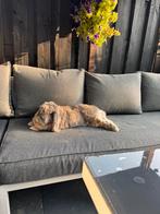 Franse hangoor koppel, Dieren en Toebehoren, Konijnen, Meerdere dieren, Groot, Hangoor