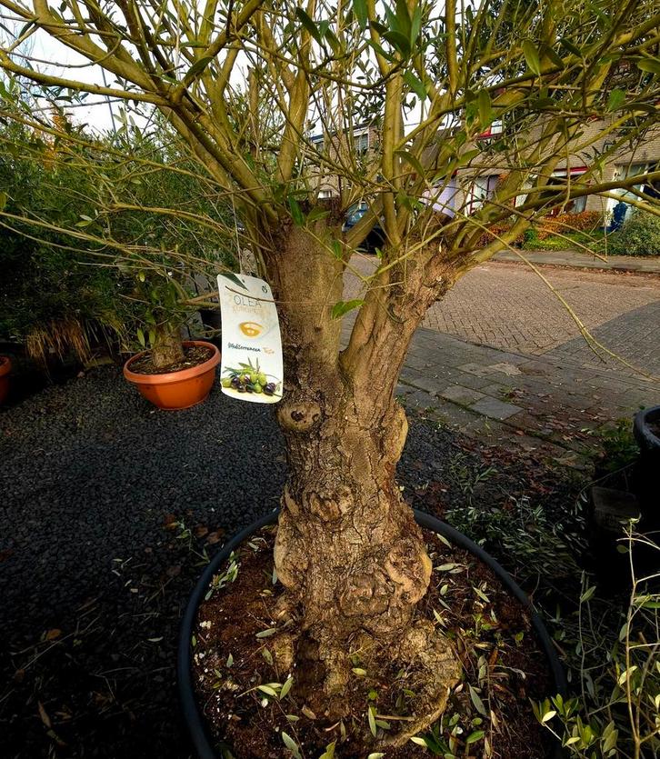 Mooie Mediterrane Olijfboom, Tuin en Terras, Planten | Bomen, Olijfboom, 100 tot 250 cm, Volle zon, Zomer, Ophalen