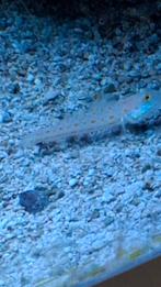 Zandhapper, Dieren en Toebehoren, Vissen | Aquariumvissen, Vis