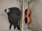 Sproetkop Gorgueros Doffer, Dieren en Toebehoren, Vogels | Duiven, Mannelijk