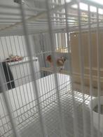 Bastaard Major Putter Kanarie, Dieren en Toebehoren, Vogels | Kanaries, Mannelijk, Bastaard