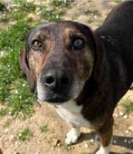 Samu – een echte knuffelvriend zoekt zijn gouden mand!, Dieren en Toebehoren, Honden | Niet-rashonden, 6 jaar of ouder, Particulier